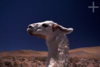 Lhama (Lama glama), Argentina, no Altiplano (Puna) andino, Cordilheira dos Andes