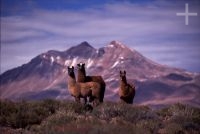 Llamas (lama glama), Chile, en el Altiplano andino, Cordillera de los Andes