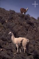 Llamas (Lama glama), en el Altiplano Andino, Cordillera de los Andes