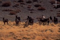 Mulas, en el Altiplano andino, Cordillera de los Andes