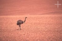 Ñandú, Rhea americana, desierto de Atacama, Chile, en el Altiplano andino, Cordillera de los Andes