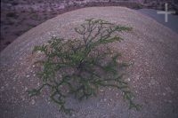 Planta creciendo en el medio de las piedras, Quebrada de Cafayate, Salta, Argentina, Cordillera de los Andes