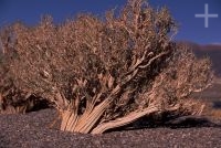 Arbustos de nombre rica rica (Acantholippia punensis), en el Altiplano andino, Cordillera de los Andes