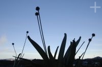 Bromeliáceas, topo del Monte Roraima, Gran Sabana, sur de la Venezuela.