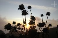 Bromeliáceas al atardecer, topo del Monte Roraima, Gran Sabana, sur de la Venezuela.