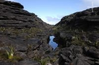 Paisaje en el Monte Roraima, Gran Sabana, sur de la Venezuela.