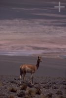 Vicuña (Lama vicugna), en el altiplano Andino, Cordillera de los Andes