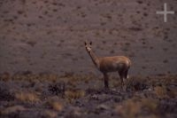 Vicuña (Lama vicugna), en el altiplano Andino, Cordillera de los Andes