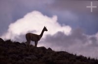 Vicuña (Lama vicugna), en el Altiplano andino, Cordillera de los Andes