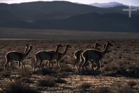 Vicuñas (Lama vicugna) en el Altiplano (Puna) andino, Argentina, Cordillera de los Andes