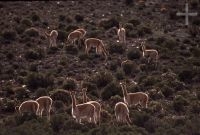 Vicuñas (Lama vicugna), en el Altiplano andino, Cordillera de los Andes