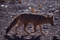 Zorro, en el Altiplano andino, Cordillera de los Andes