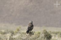 Bird of prey, on the Altiplano of the province of Jujuy, Argentina