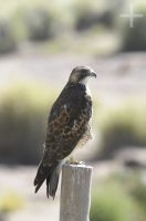 Bird of prey, on the Altiplano (Puna) of the province of Jujuy, Argentina