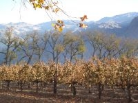 Viñas en los alrededores del pueblo de Cafayate, Salta, Argentina