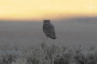 Lesser horned owl (Bubo magellanicus), on the Altiplano of Catamarca, Argentina