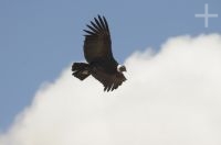 Condor andino (Vultur gryphus), planando pela Abra El Acay, província de Salta, Argentina