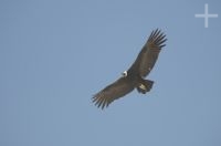 Andean Condor (Vultur gryphus), gliding around the Abra El Acay, province of Salta, Argentina