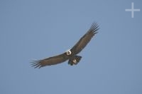 Condor andino (Vultur gryphus), planando pela Abra El Acay, província de Salta, Argentina