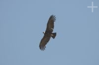 El Cóndor andino (Vultur gryphus), en el valle Calchaquí, Salta, Argentina