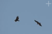 Condores andinos (Vultur gryphus), no vale Calchaquí, Salta, Argentina