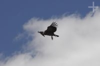 El Cóndor andino (Vultur gryphus), provincia de Salta, Argentina