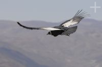 O Condor andino (Vultur gryphus), província de Salta, Argentina