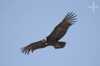 The Andean Condor (Vultur gryphus), province of Salta, Argentina