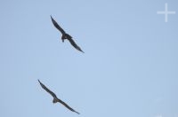 Condores andinos (Vultur gryphus), província de Salta, Argentina
