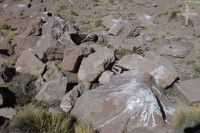 Guano do condor andino, esqueleto, província de Salta, Argentina