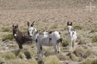 Donkeys, on the Altiplano (Puna) of the province of Jujuy, Argentina