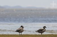Ducks, on the Laguna de los Pozuelos National Park, on the Altiplano (Puna) of the province of Jujuy, Argentina