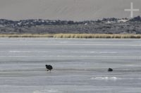 Ducks on frozen lake, near Antofagasta de la Sierra, on the Altiplano (Puna) of Catamarca, Argentina