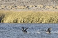 Patos corriendo sobre el agua, invierno, cerca de Antofagasta de la Sierra, en el Altiplano (Puna) de Catamarca, Argentina