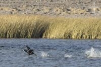 Ducks running over water, winter, near Antofagasta de la Sierra, on the Altiplano (Puna) of Catamarca, Argentina