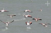 Flamingoes on the Laguna de Vilama (4,500 m of altitude), on the Altiplano (Puna) of the province of Jujuy, Argentina