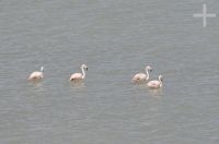 Flamingoes on the Laguna de Vilama (4,500 m of altitude), on the Altiplano (Puna) of the province of Jujuy, Argentina