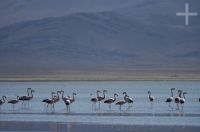 Flamingoes on the "Laguna de Pozuelos", on the Andean Altiplano, province of Jujuy, Argentina