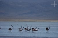 Flamingoes about to take off, on the "Laguna de Pozuelos", on the Andean Altiplano, province of Jujuy, Argentina