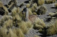 Guanaco (Lama guanicoe) en el Altiplano (Puna) andino, Argentina