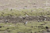 Guayatas (Chloephaga melanoptera), Andean goose, on the Altiplano (Puna) of the province of Jujuy, Argentina