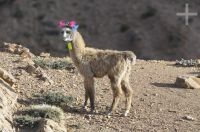 Llama (Lama glama), on the Altiplano (Puna) of the province of Jujuy, Argentina