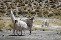 Llama (Lama glama) mamando, en el Altiplano andino, Argentina