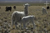 Llama (Lama glama) mamando, en la Laguna de Pozuelos, Altiplano andino, Argentina