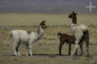 Llama (Lama glama) mamando, en la Laguna de Pozuelos, Altiplano andino, Argentina