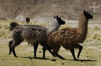 Llama (Lama glama) en ritual de acasalamento, en el Altiplano andino, Argentina