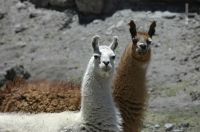 Llamas (Lama glama), en el Altiplano andino, Argentina