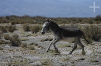 Donkey, "Laguna Guayatayoc", on the Andean Altiplano, Argentina