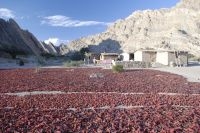 Red peppers drying, Calchaquí valley, province of Salta, Argentina