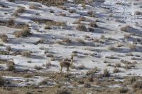 Vicuña (Lama vicugna), winter, on the Altiplano of Catamarca, Argentina
